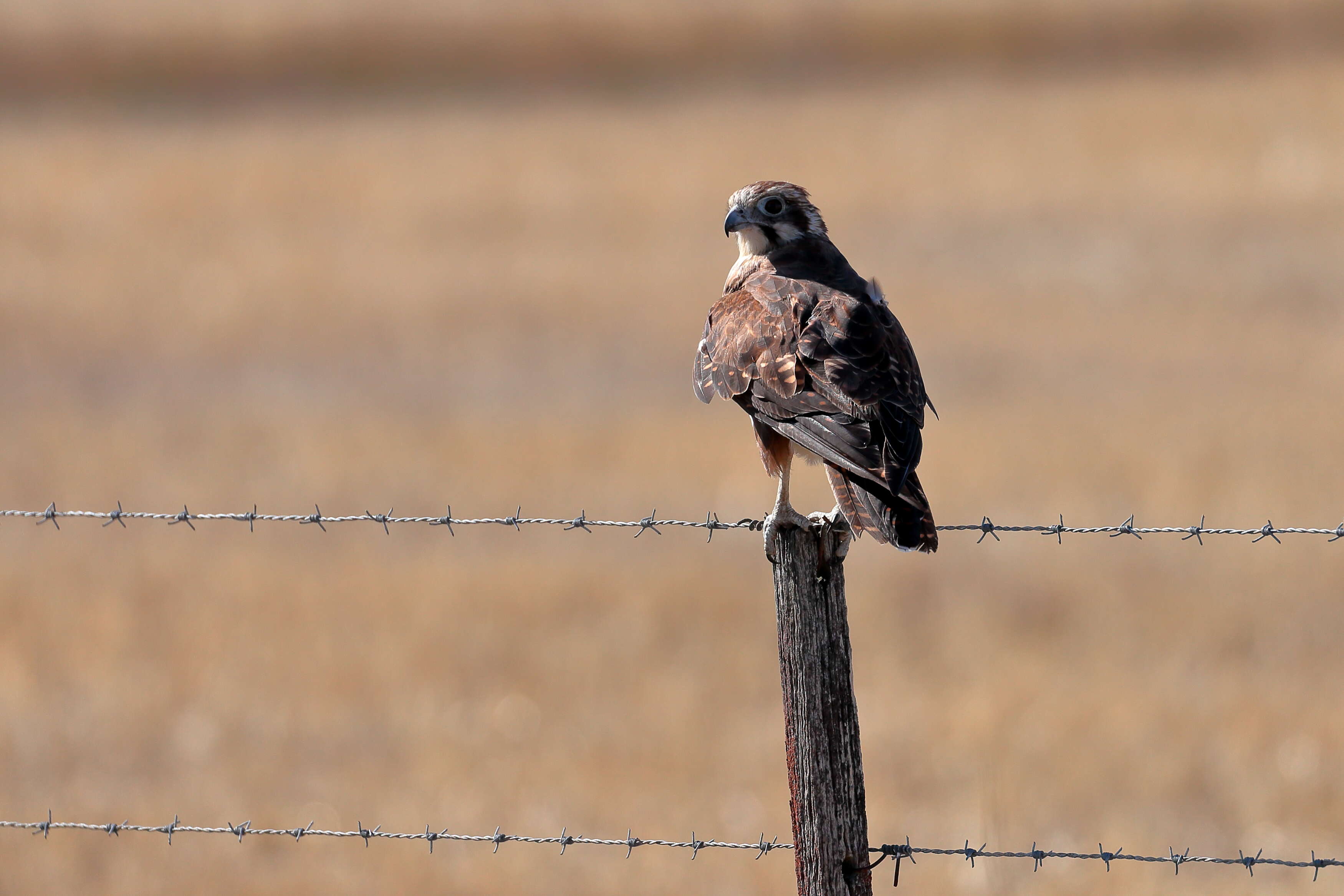 Image of Brown Falcon