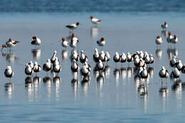 Image of Australian Red-necked Avocet