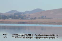 Image of Australian Red-necked Avocet