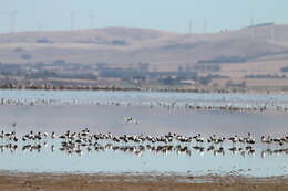 Image of Australian Red-necked Avocet