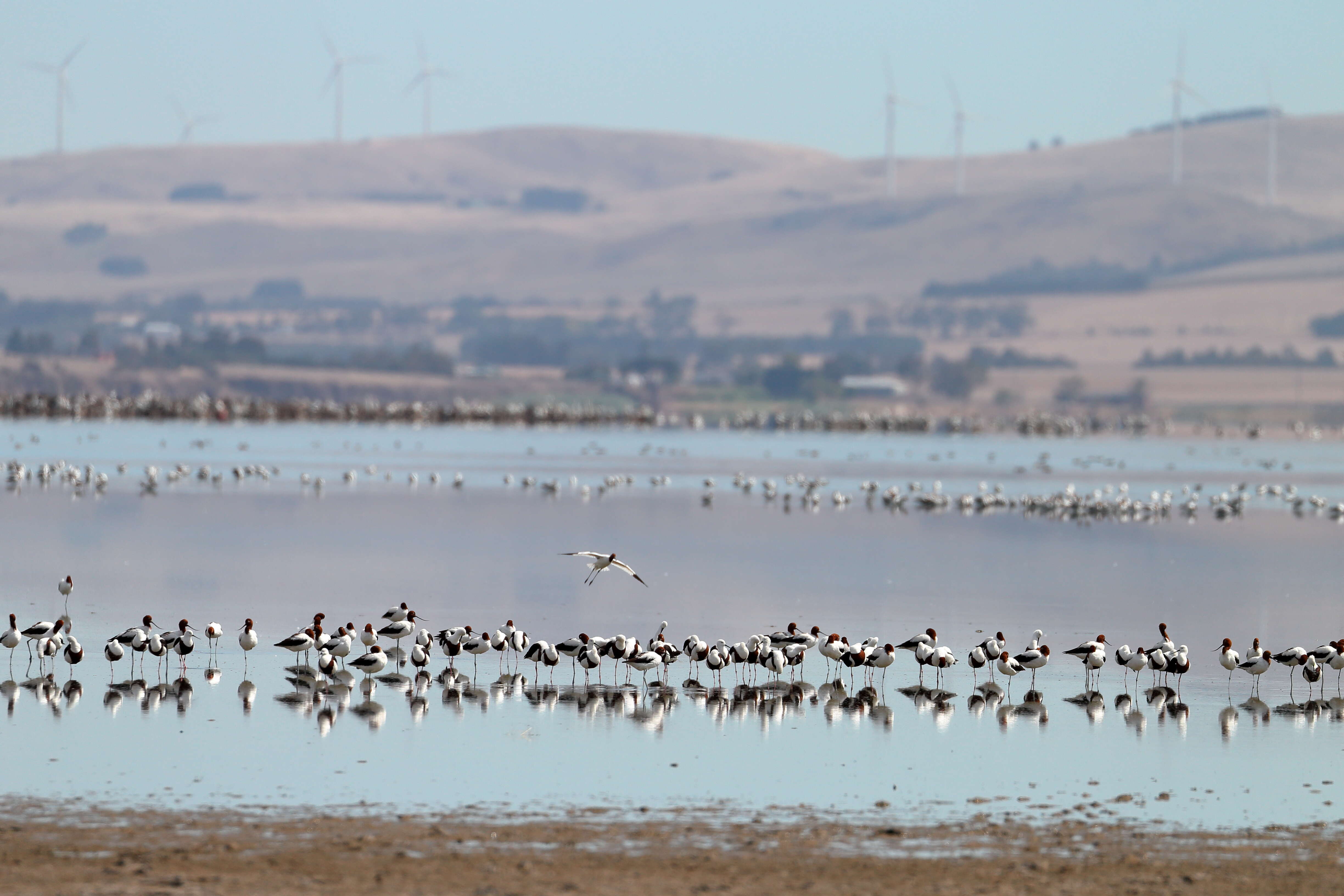 Image of Australian Red-necked Avocet