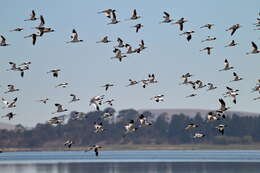 Image of Australian Red-necked Avocet