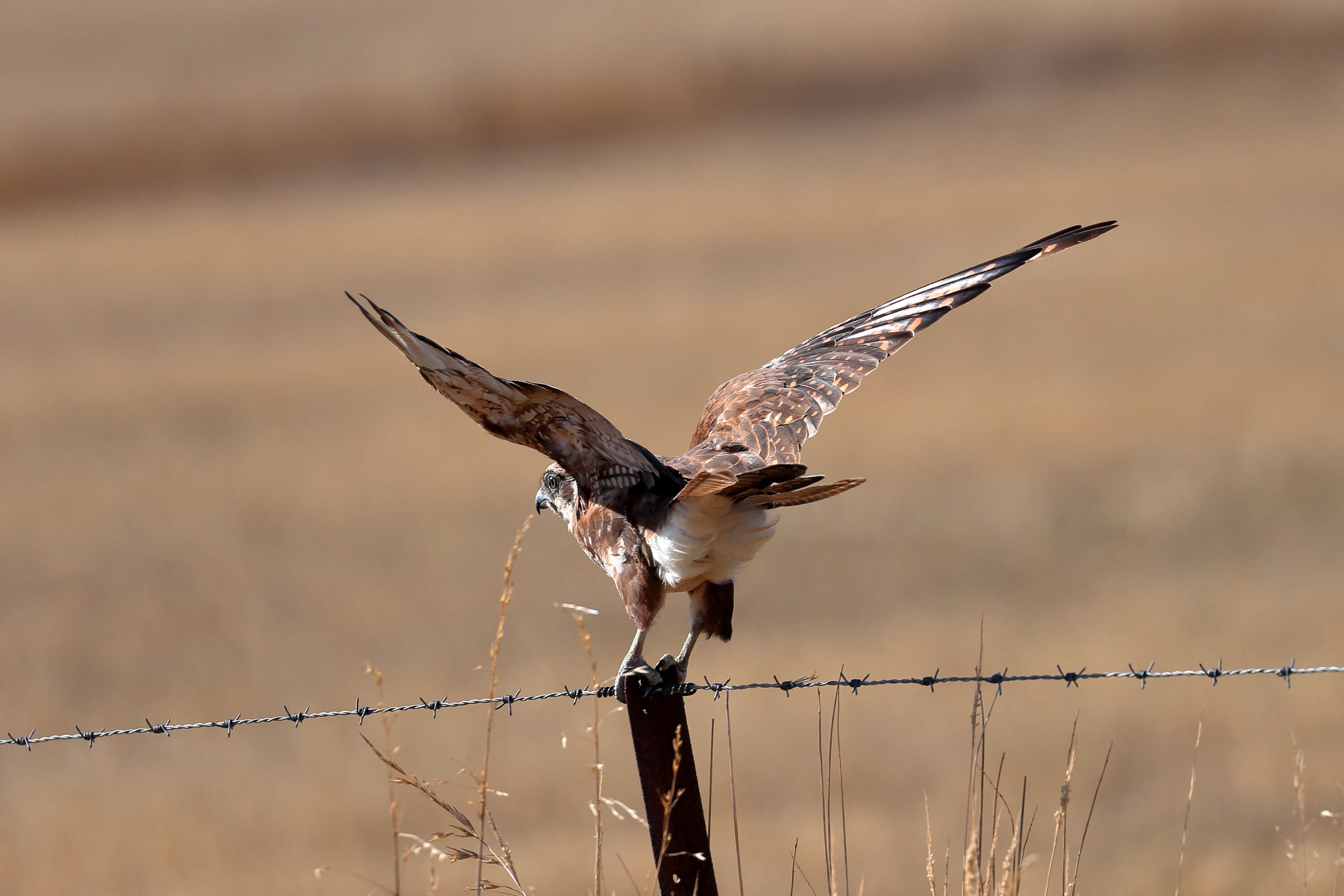 Image of Brown Falcon