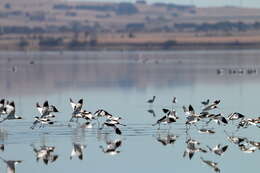 Image of Australian Red-necked Avocet