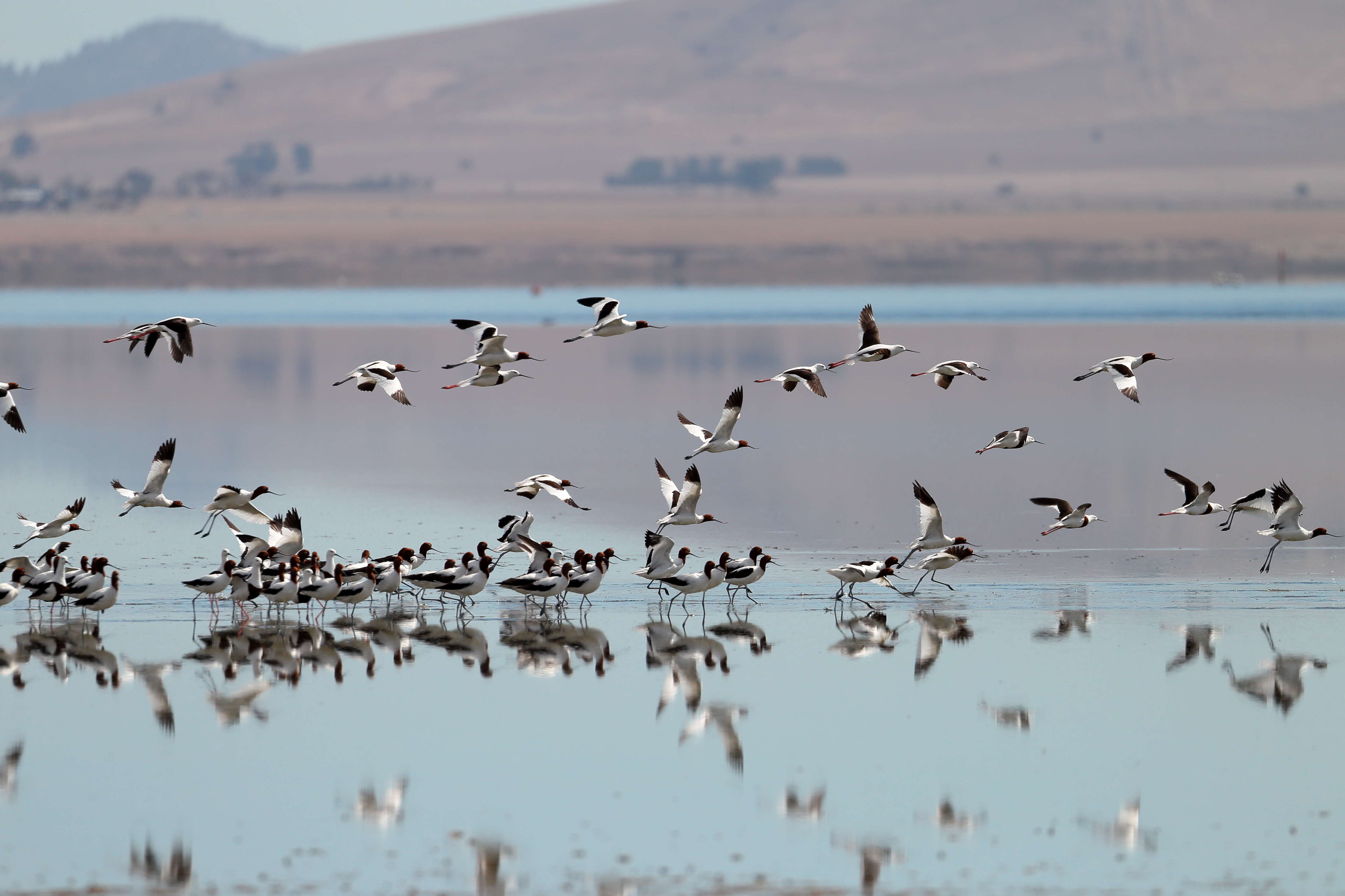 Image of Australian Red-necked Avocet