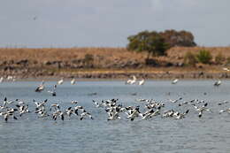 Image of Australian Red-necked Avocet