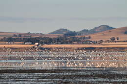 Image of Australian Red-necked Avocet