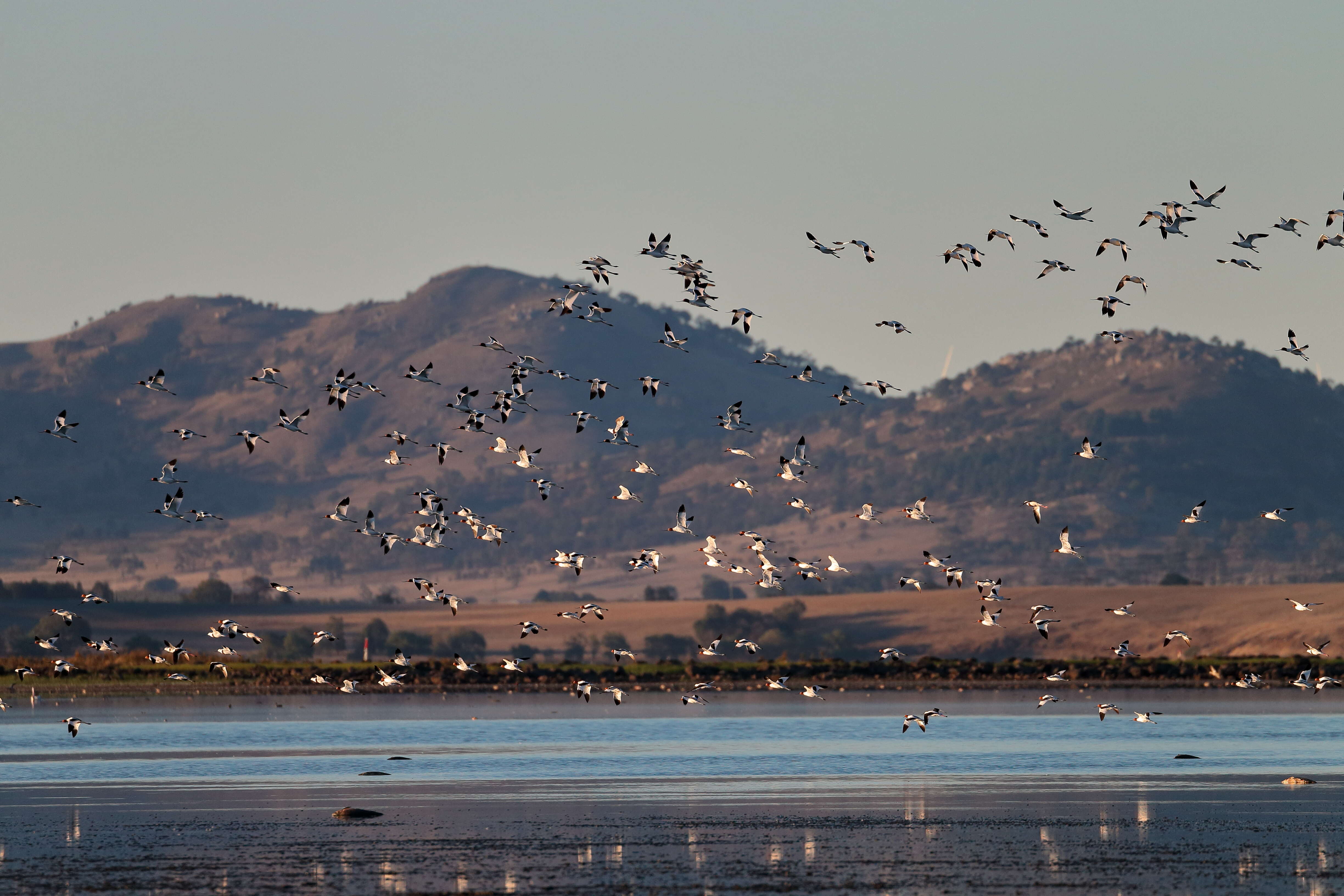 Image of Australian Red-necked Avocet