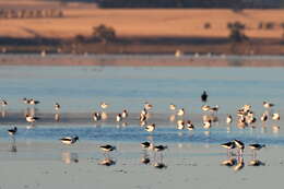 Image of Australian Red-necked Avocet