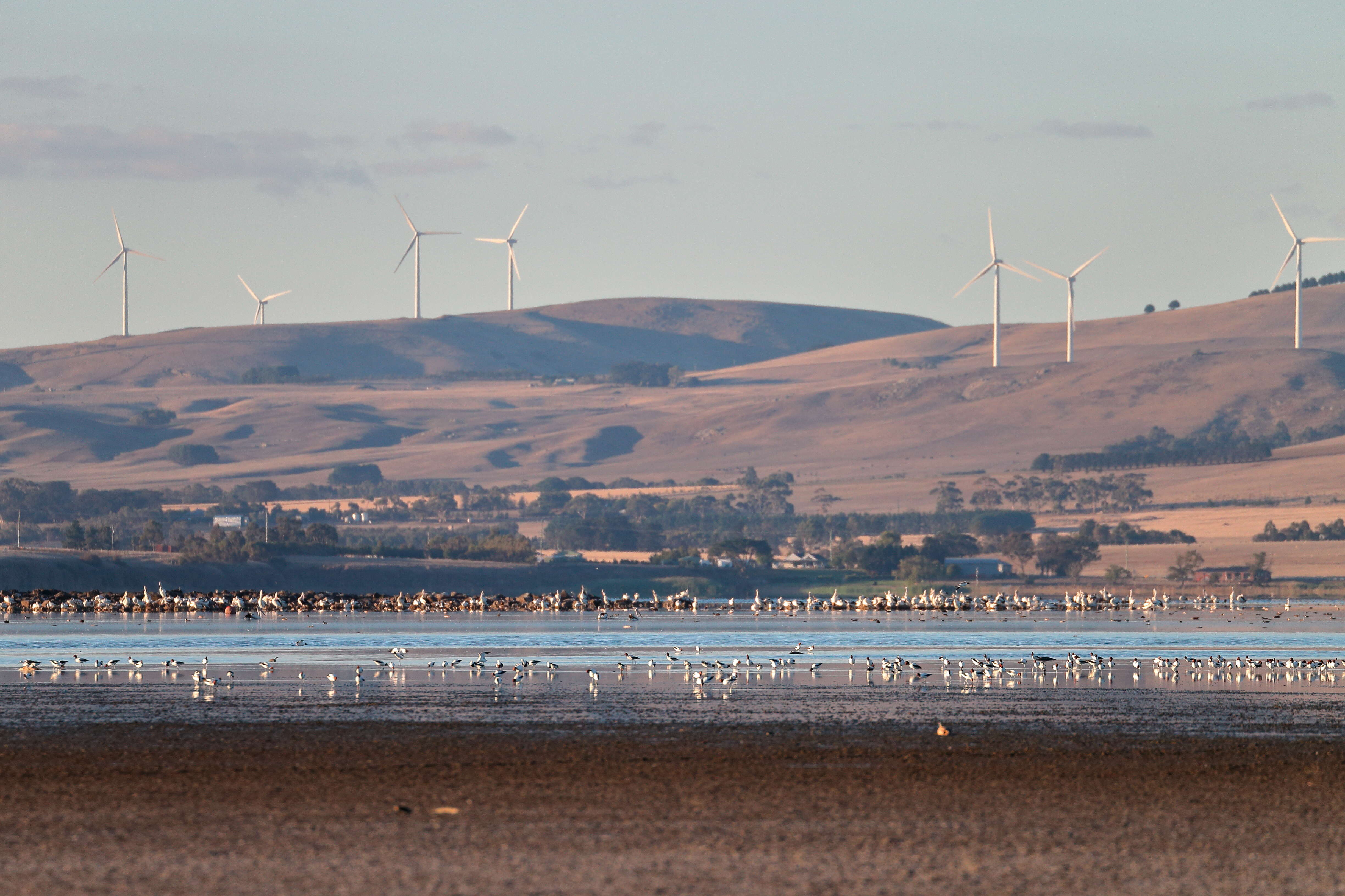 Image of Australian Red-necked Avocet