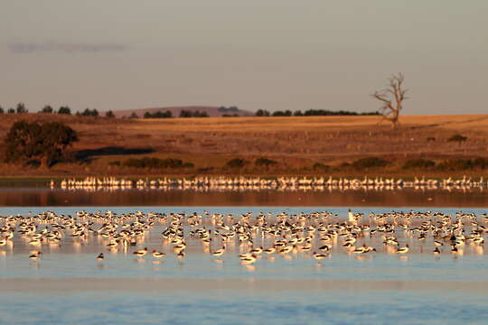 Image of Australian Red-necked Avocet