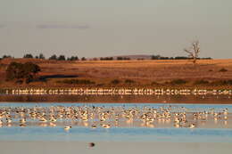 Image of Australian Red-necked Avocet