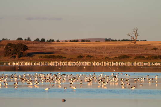 Image of Australian Red-necked Avocet