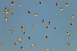 Image of Australian Red-necked Avocet