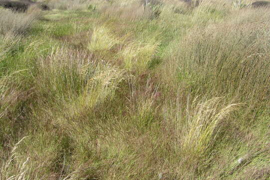 Image of Tufted Hair-grass