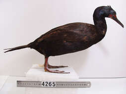 Image of Otago Shag