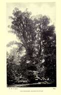 Image of Dutch elm