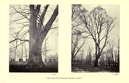 Image of Dutch elm