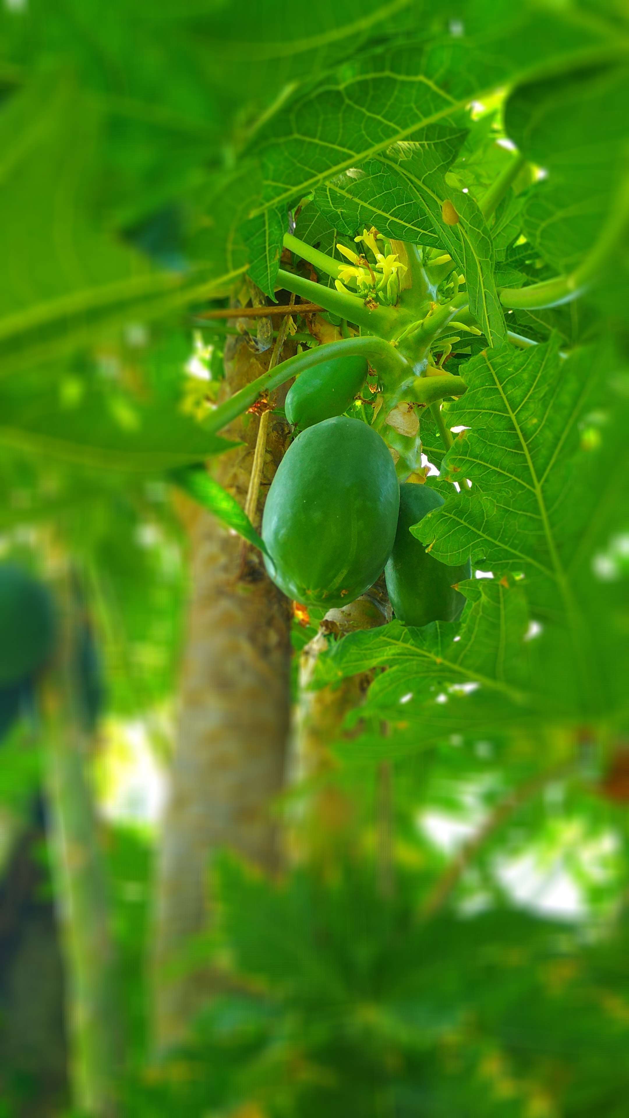 Image of papaya