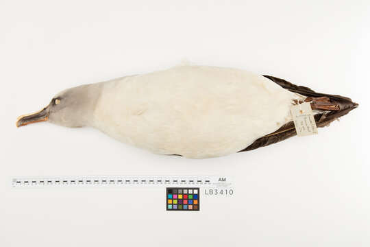 Image of Buller's Albatross