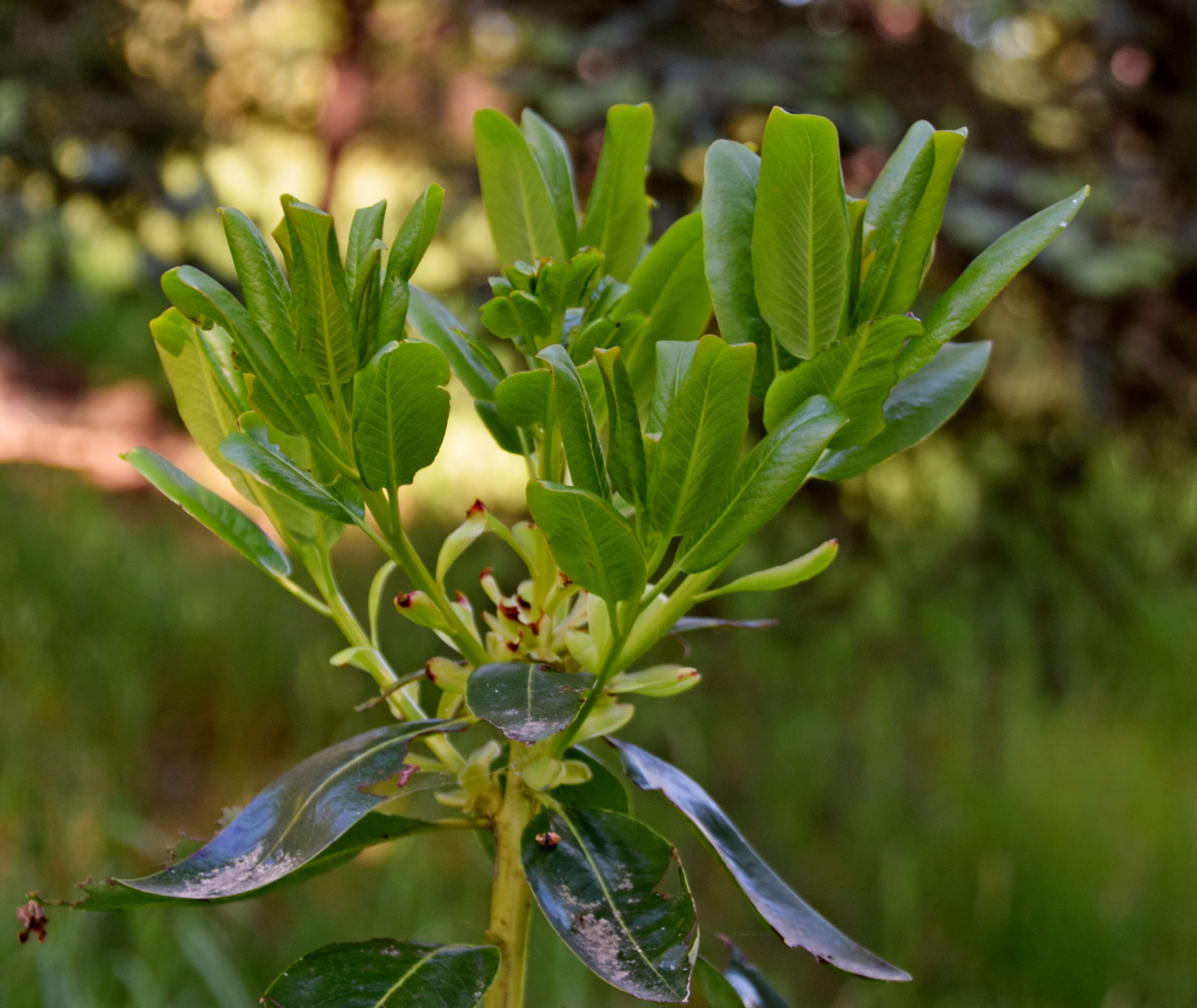 Image of Pacific madrone