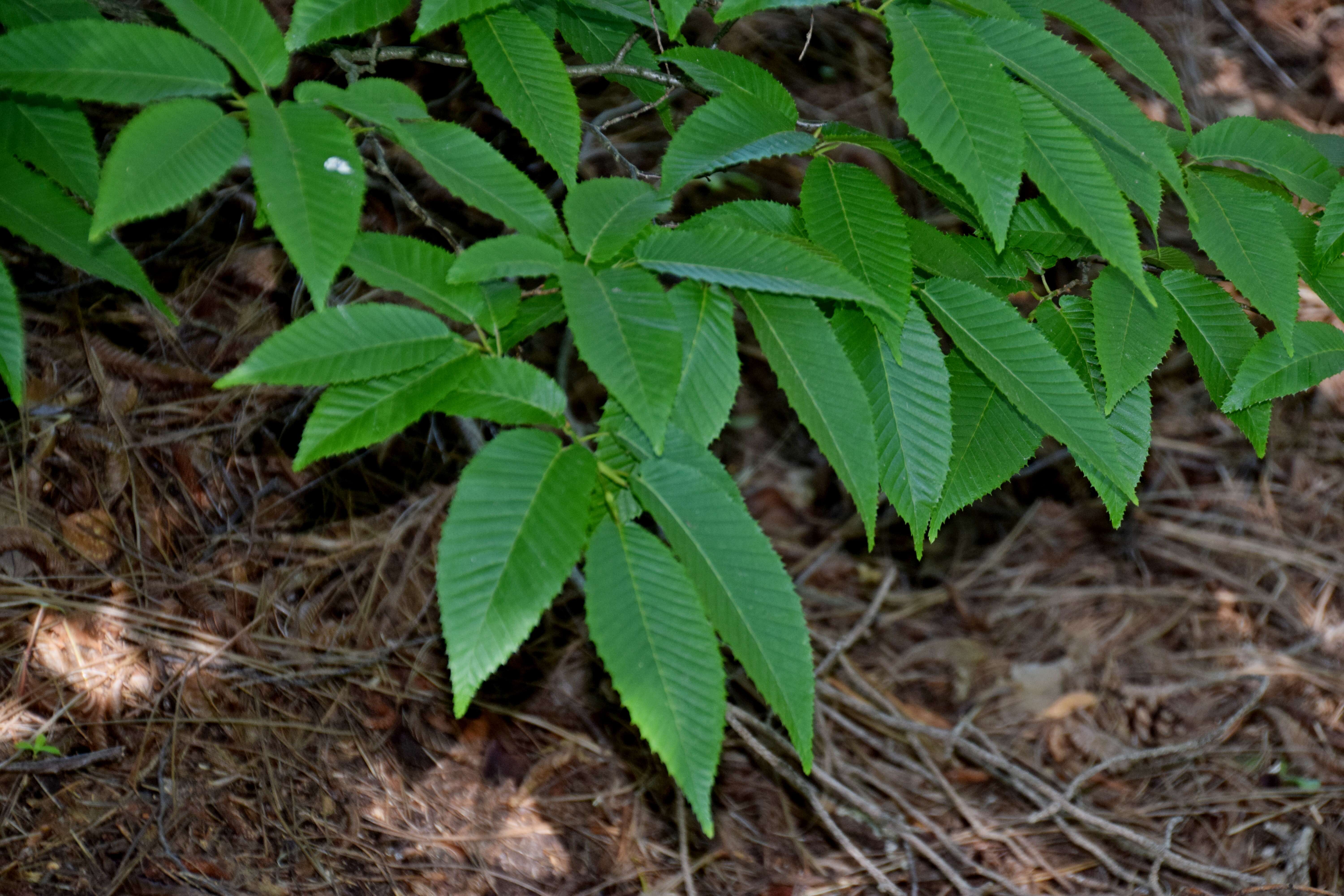 Image of Japanese Hornbeam