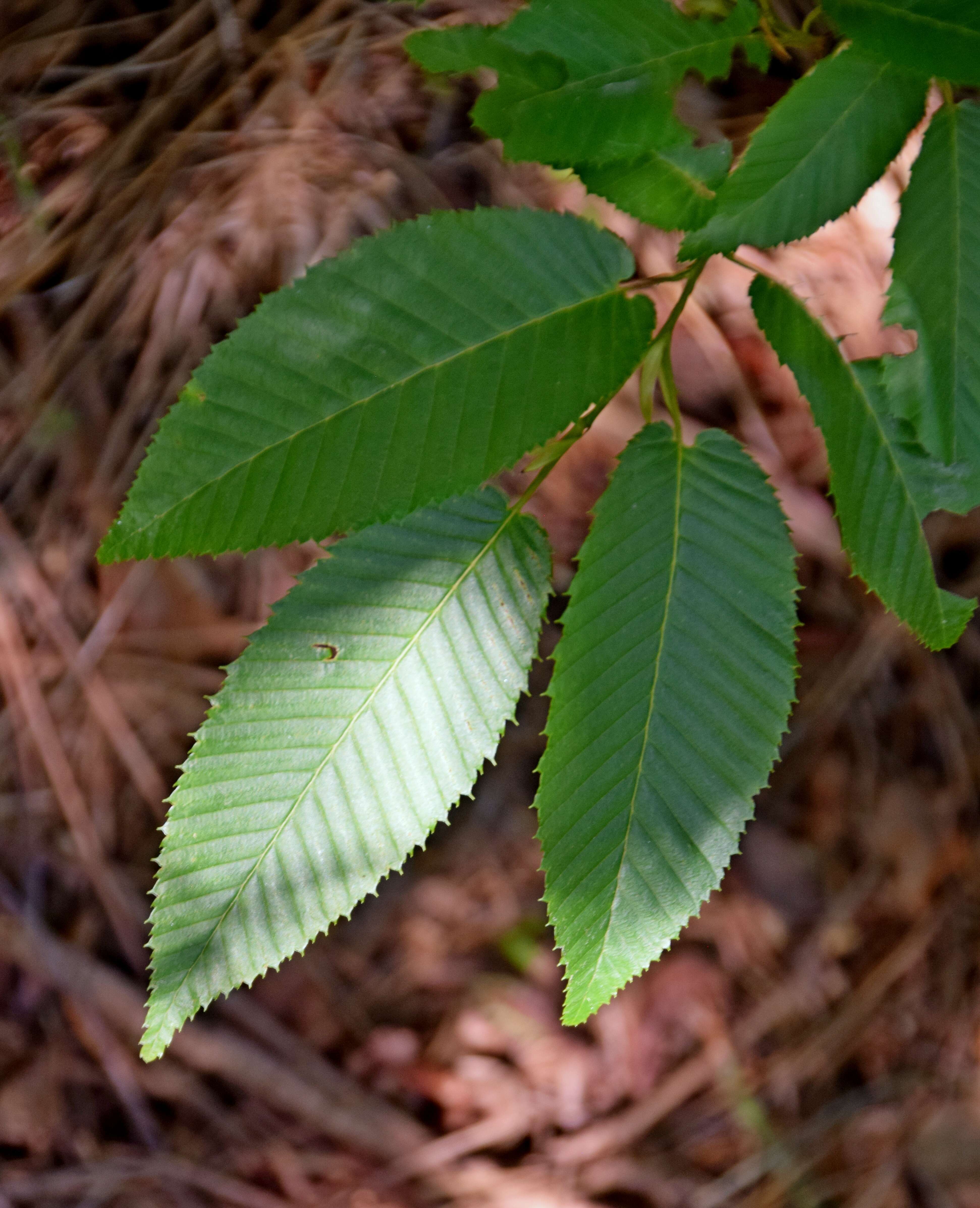 Image of Japanese Hornbeam