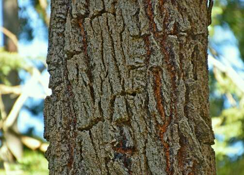 Eucalyptus sideroxylon A. Cunn. ex Woolls resmi