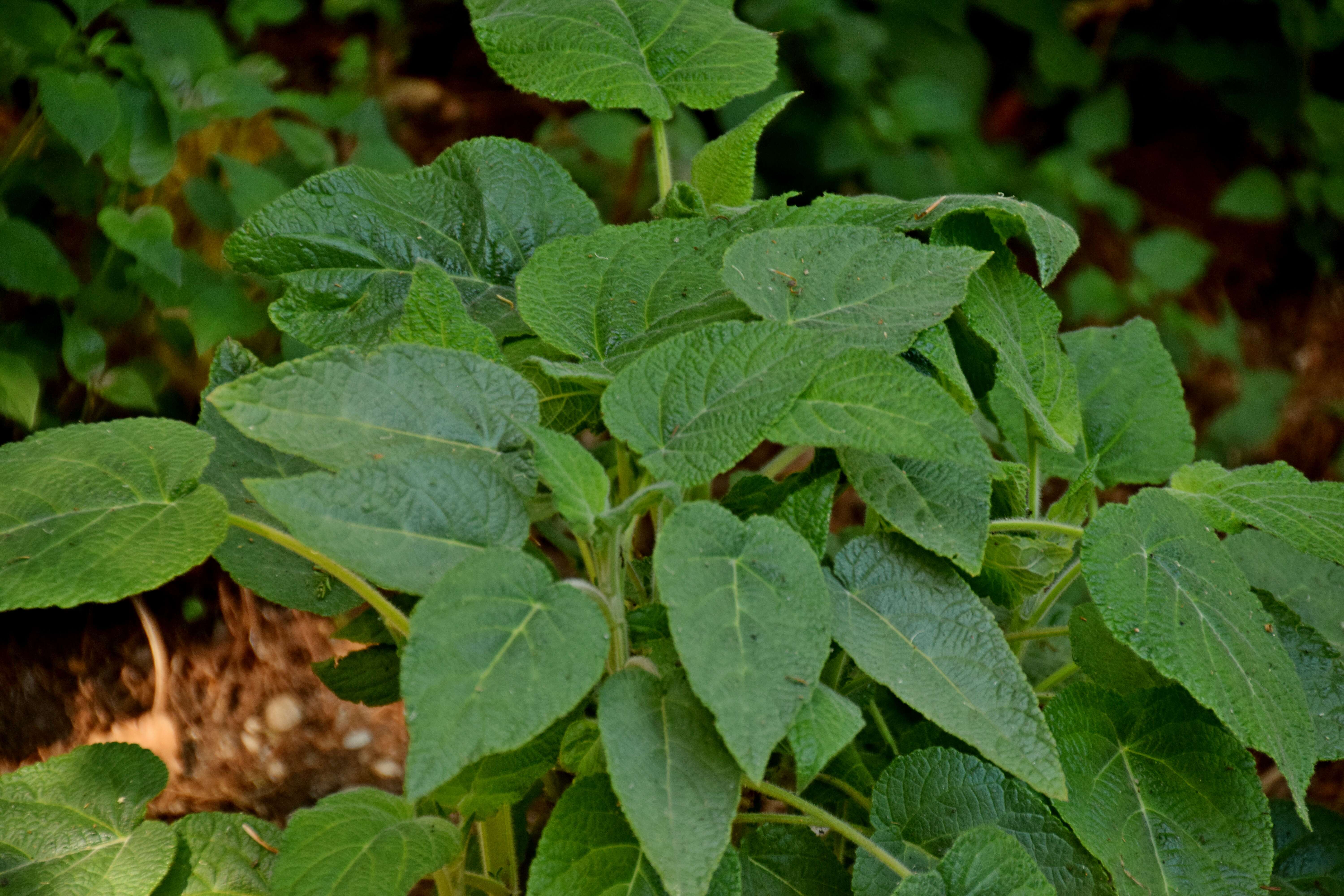 Image of Salvia madrensis Seem.