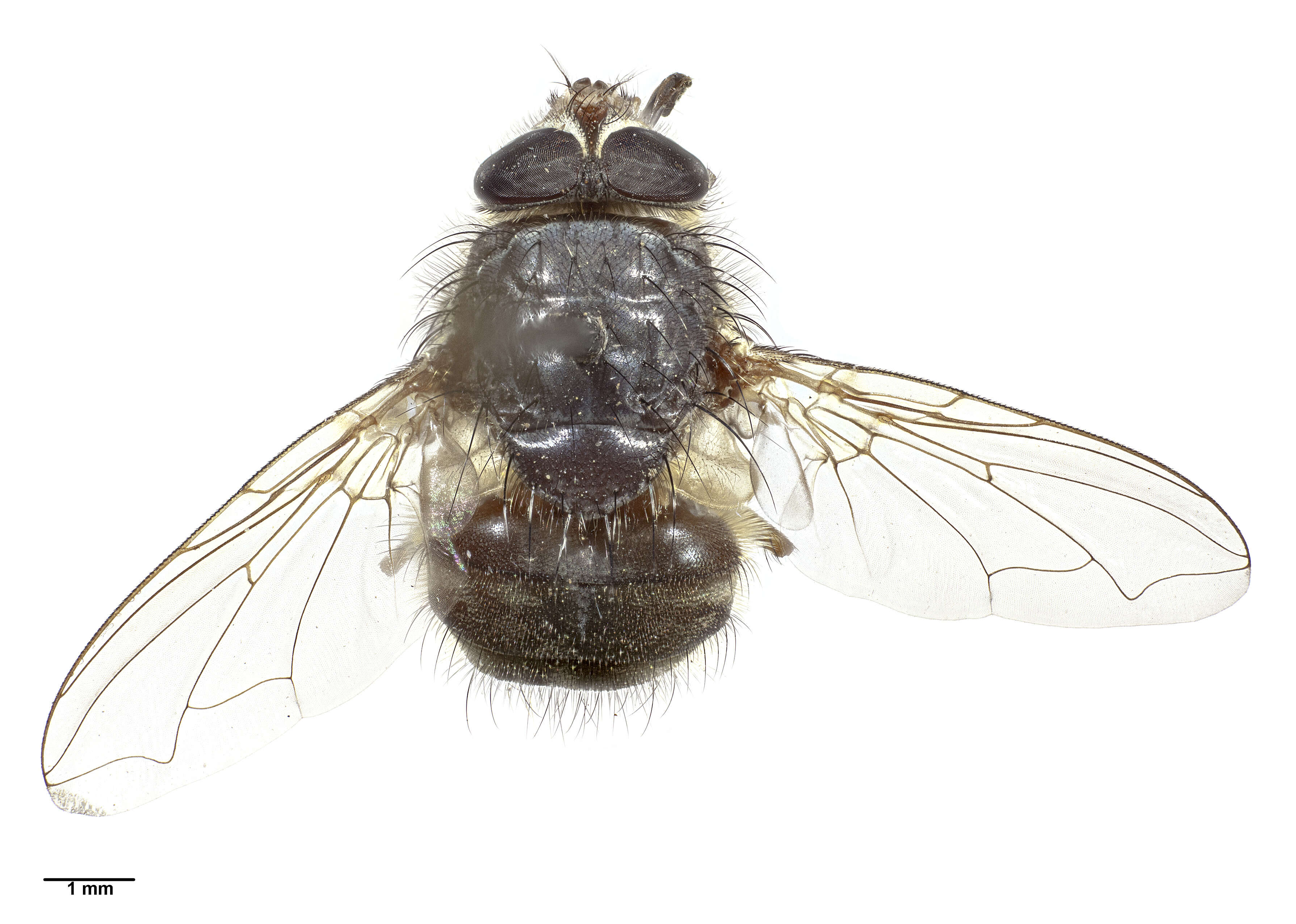 Image of Calliphora hilli Patton 1925