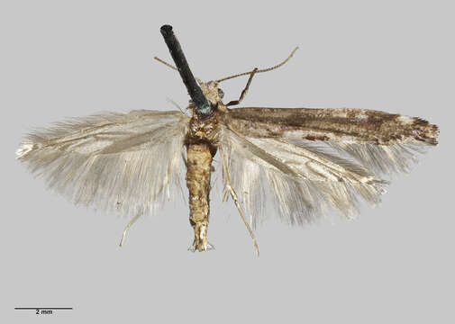 Image of Zelleria maculata Philpott 1930