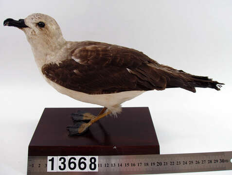 Image of Kermadec Petrel