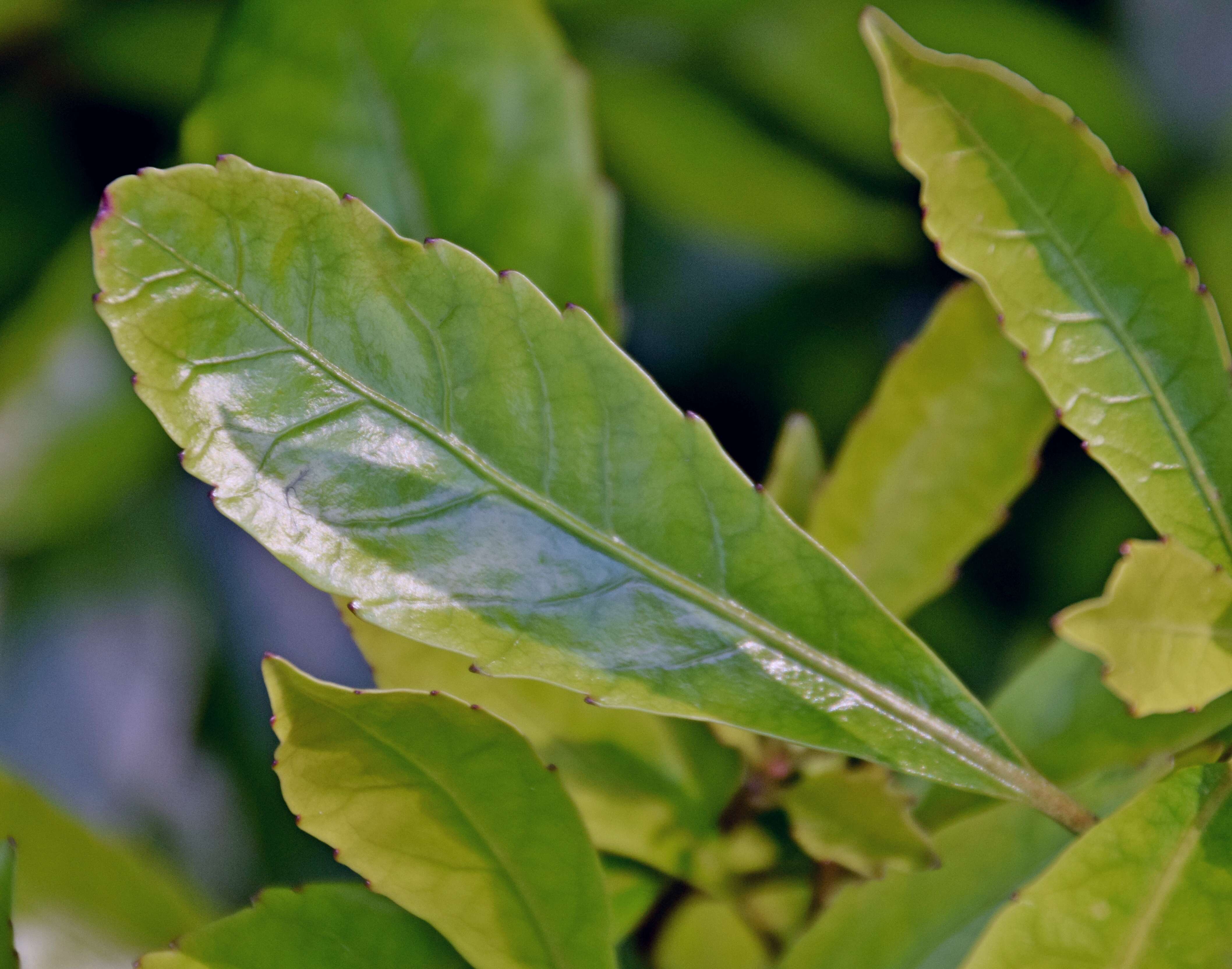 Image of Shrubby honeysuckle