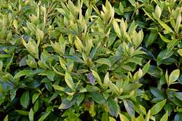 Image of Shrubby honeysuckle