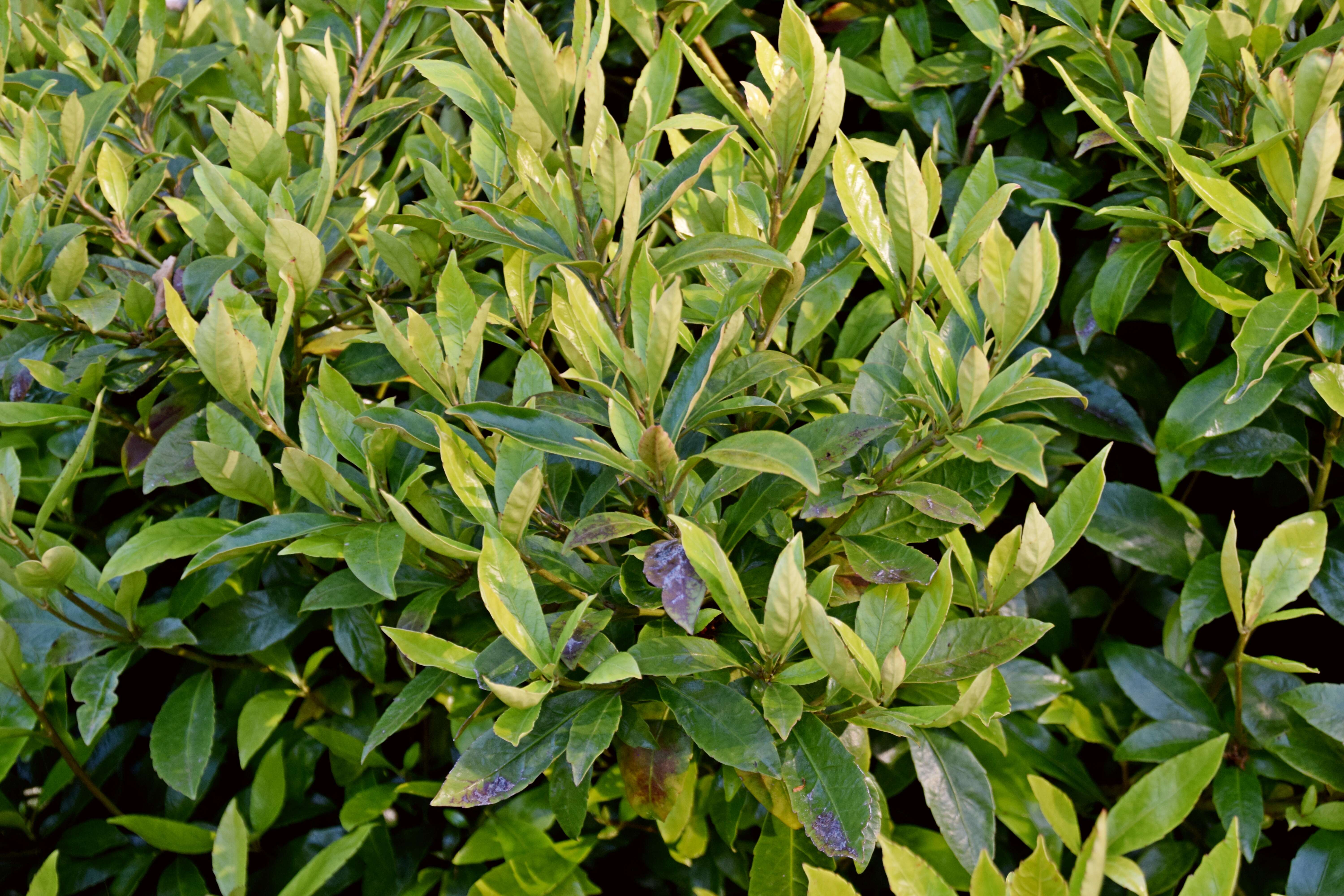 Image of Shrubby honeysuckle