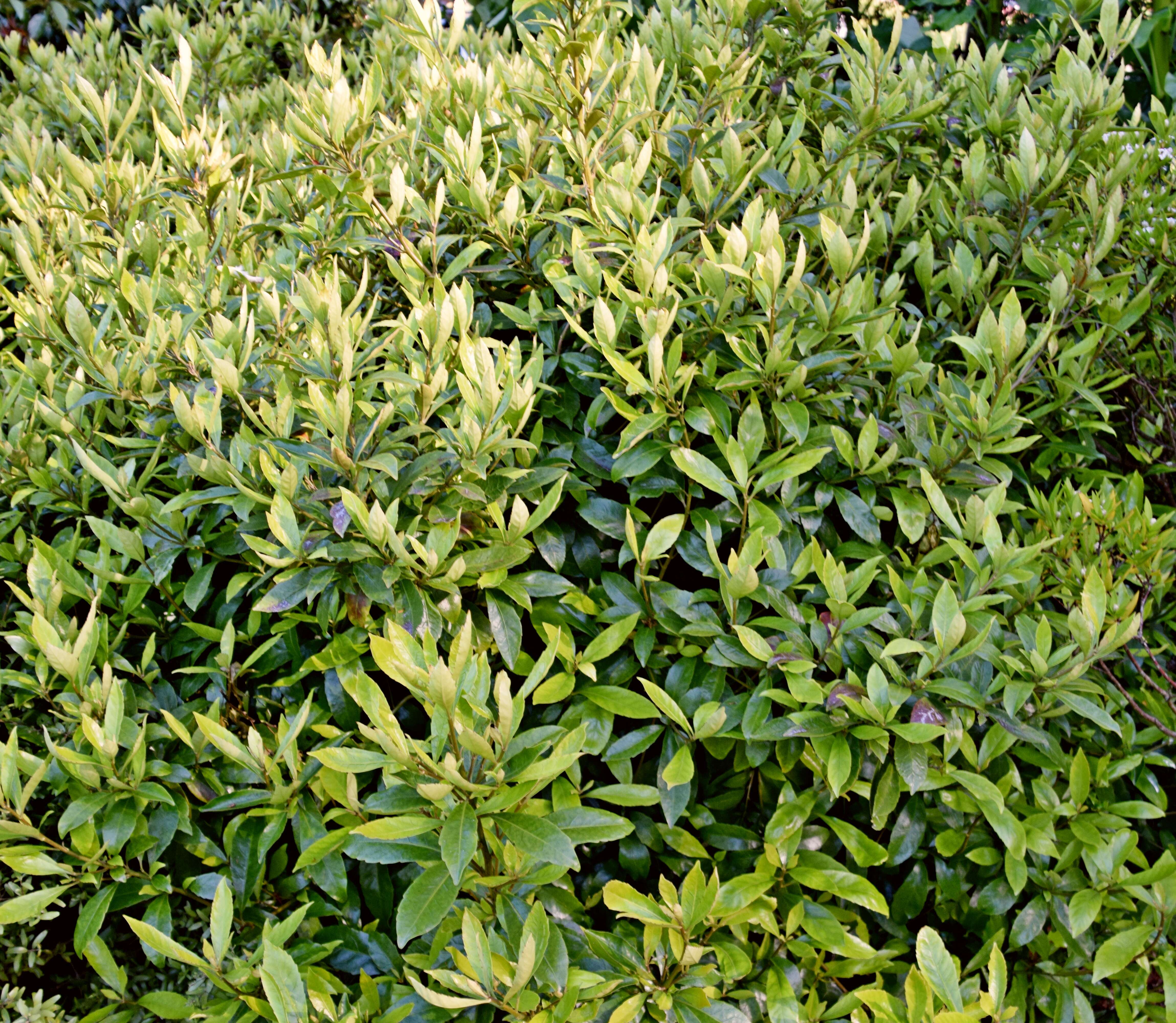 Image of Shrubby honeysuckle