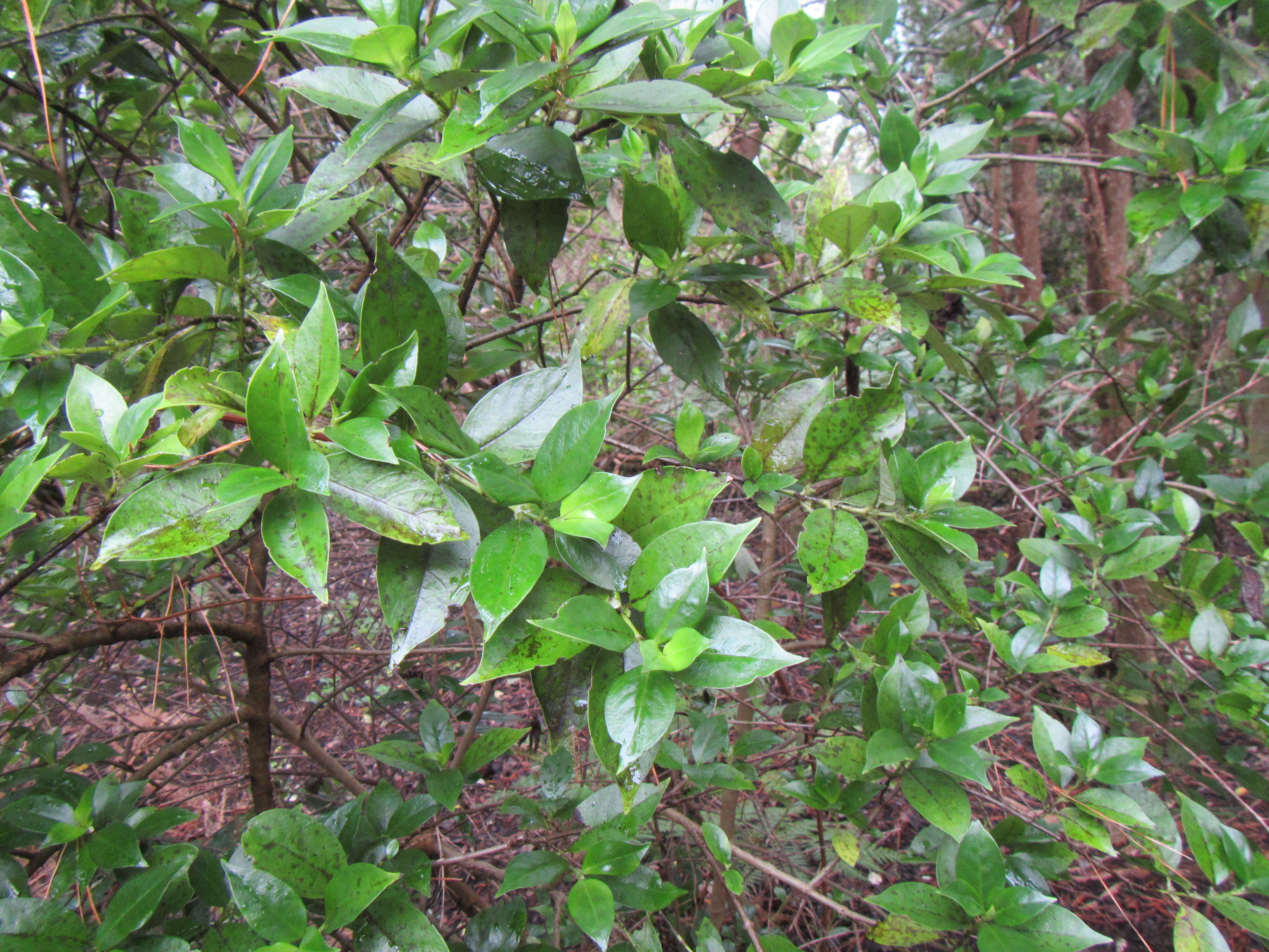 Imagem de Geniostoma rupestre var. ligustrifolium (Cunn.) B. J. Conn