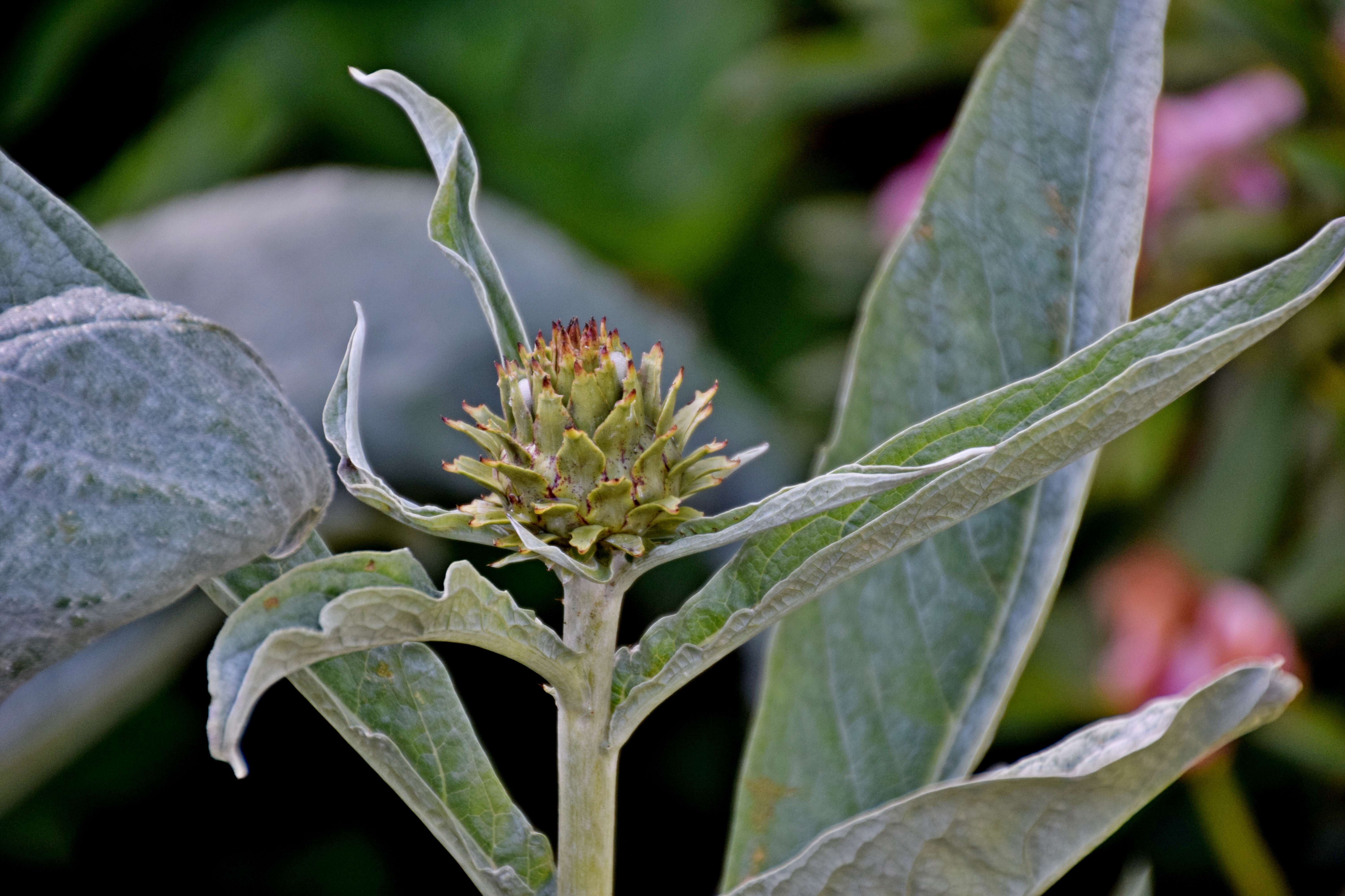 Image of cardoon