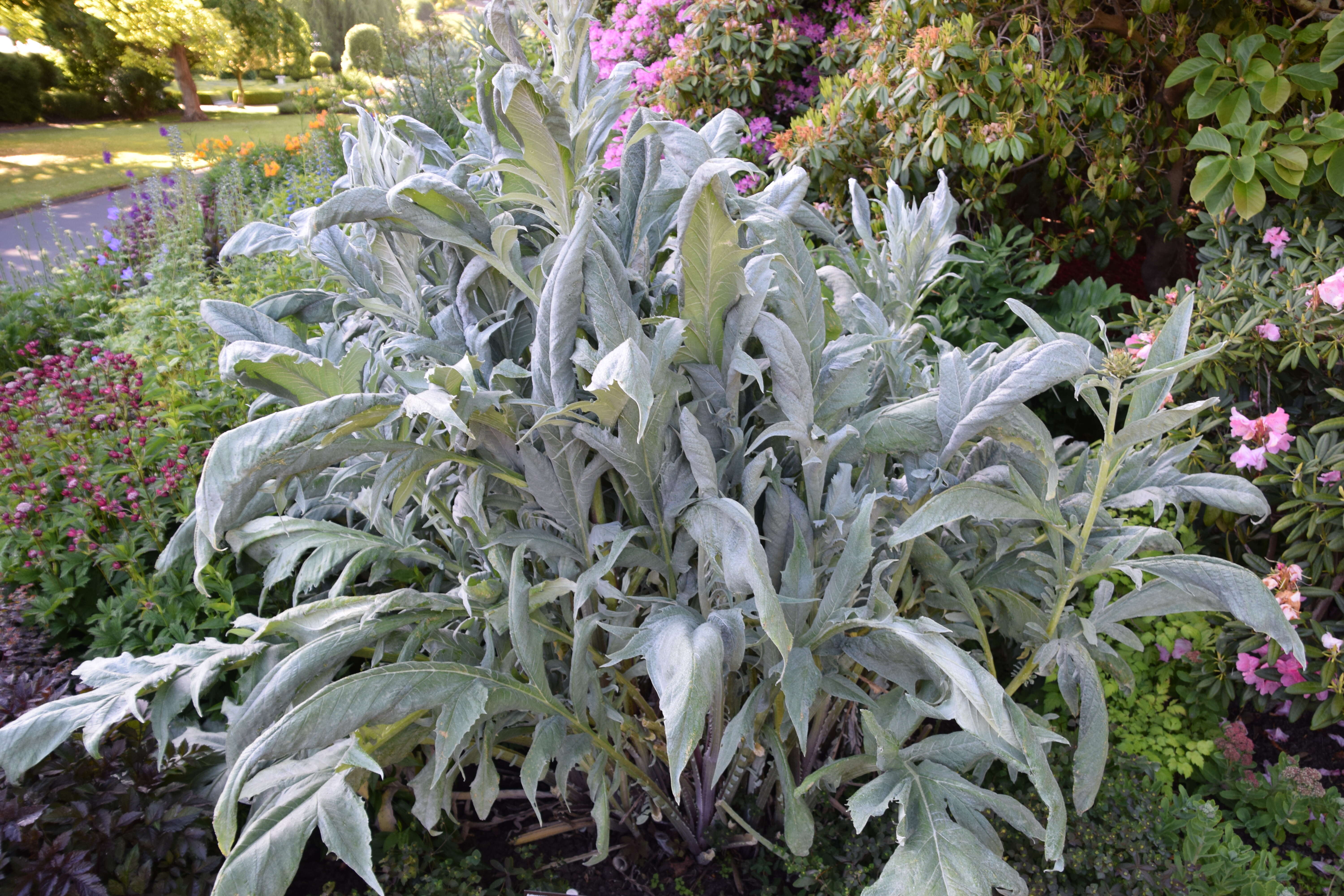 Image of cardoon