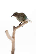 Image of Claret-breasted Fruit Dove