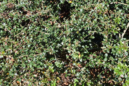 Image of Osmanthus delavayi Franch.