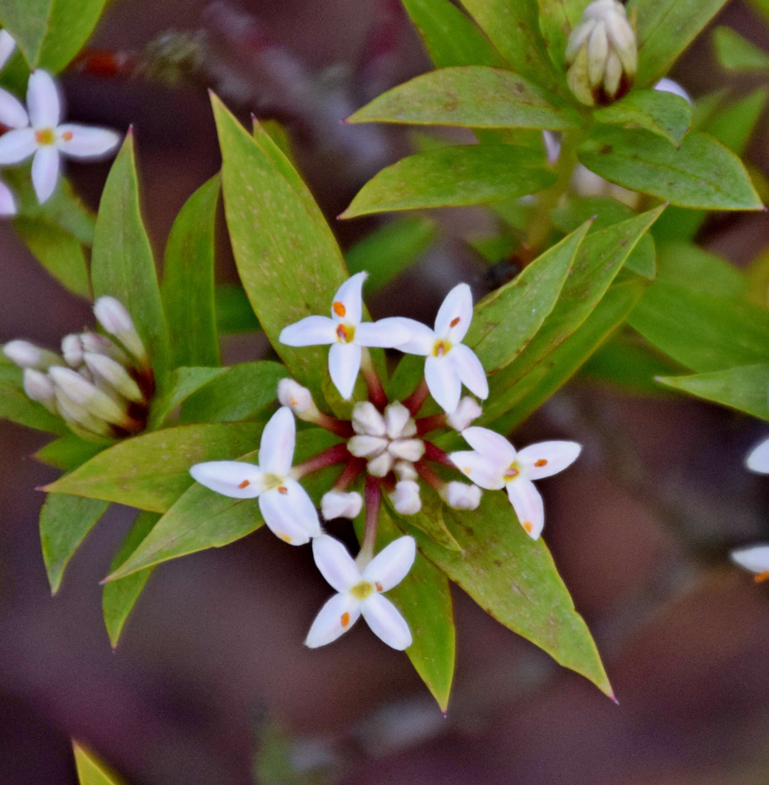 Image of long-leaved pimelea