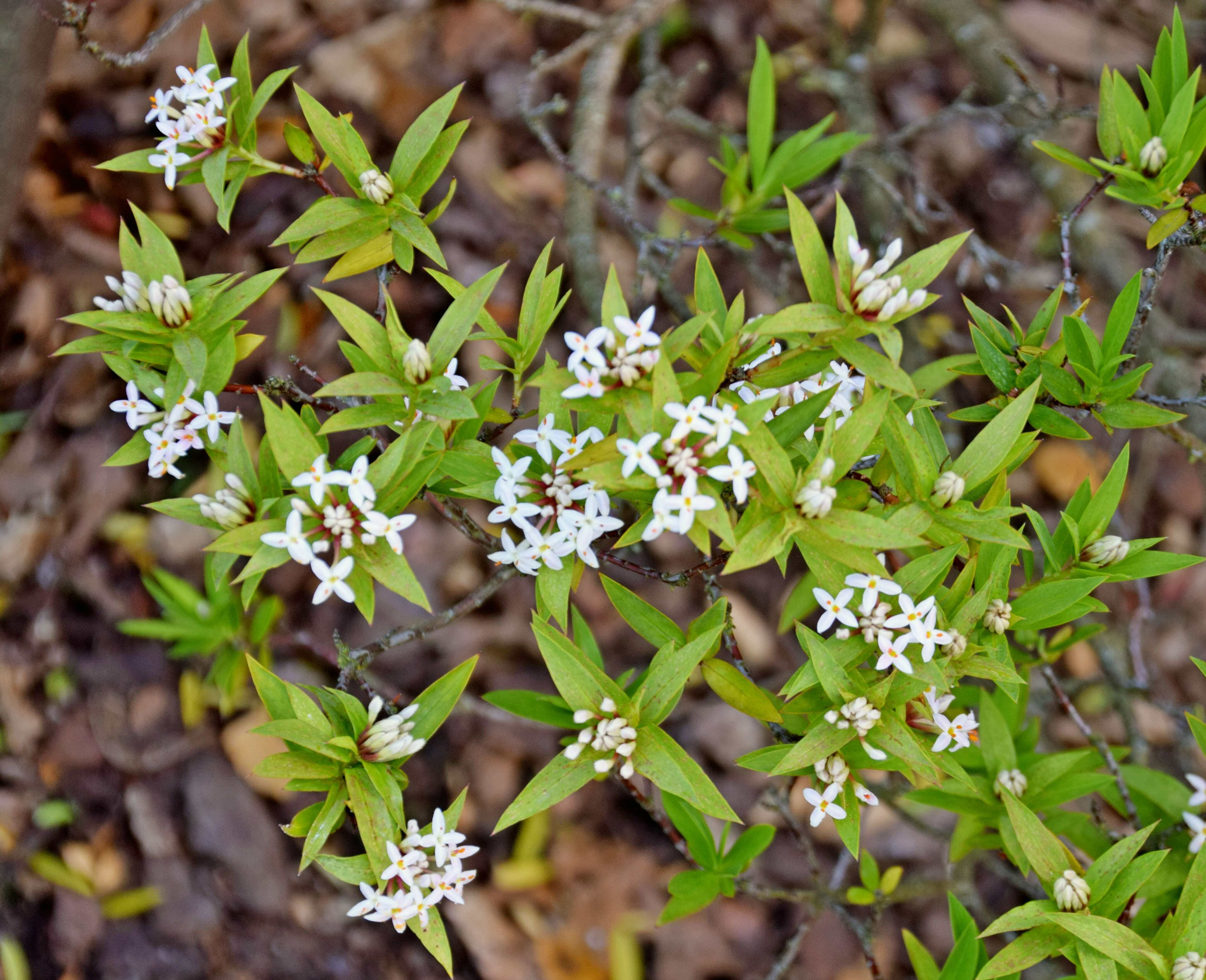 Image of long-leaved pimelea