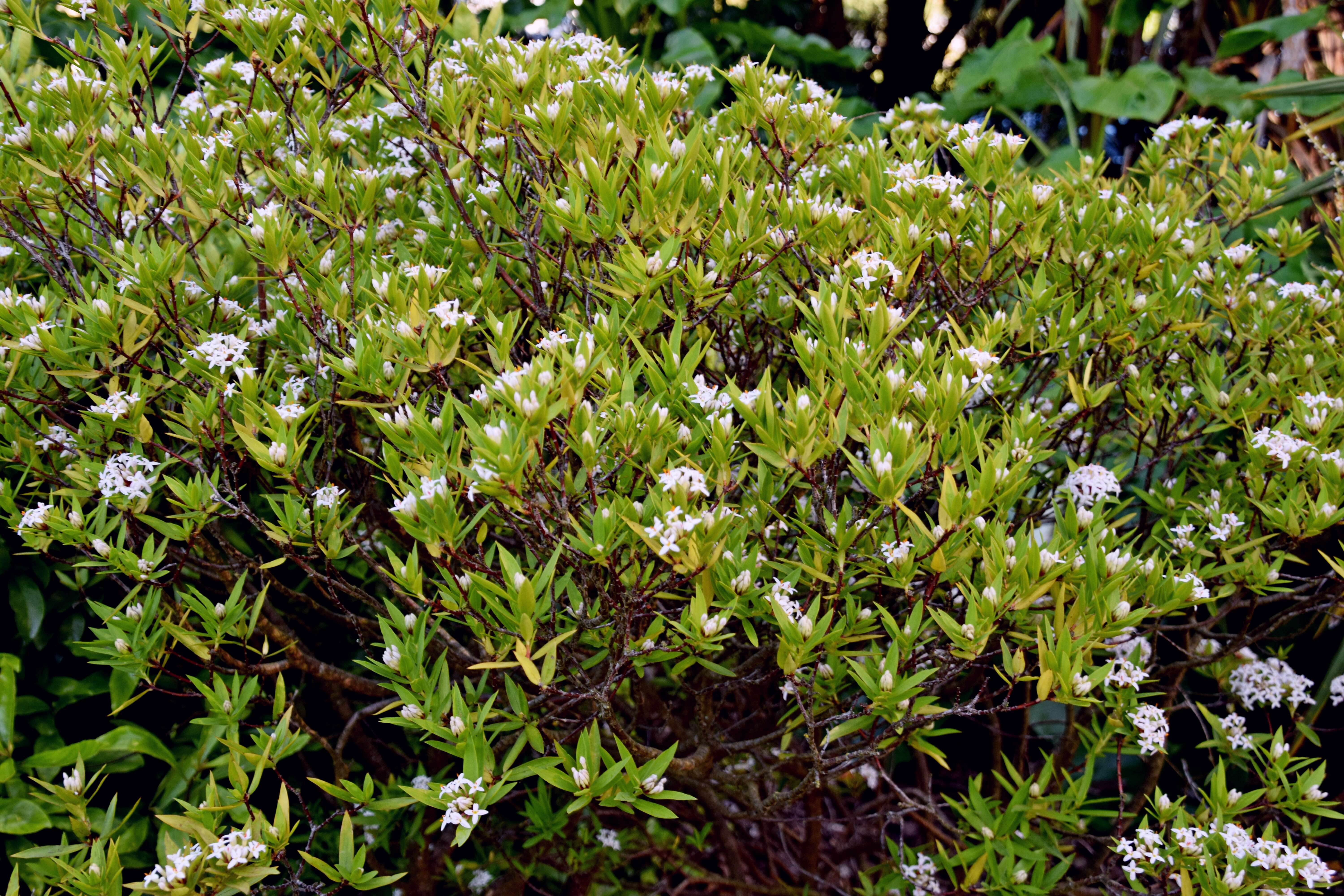 Image of long-leaved pimelea