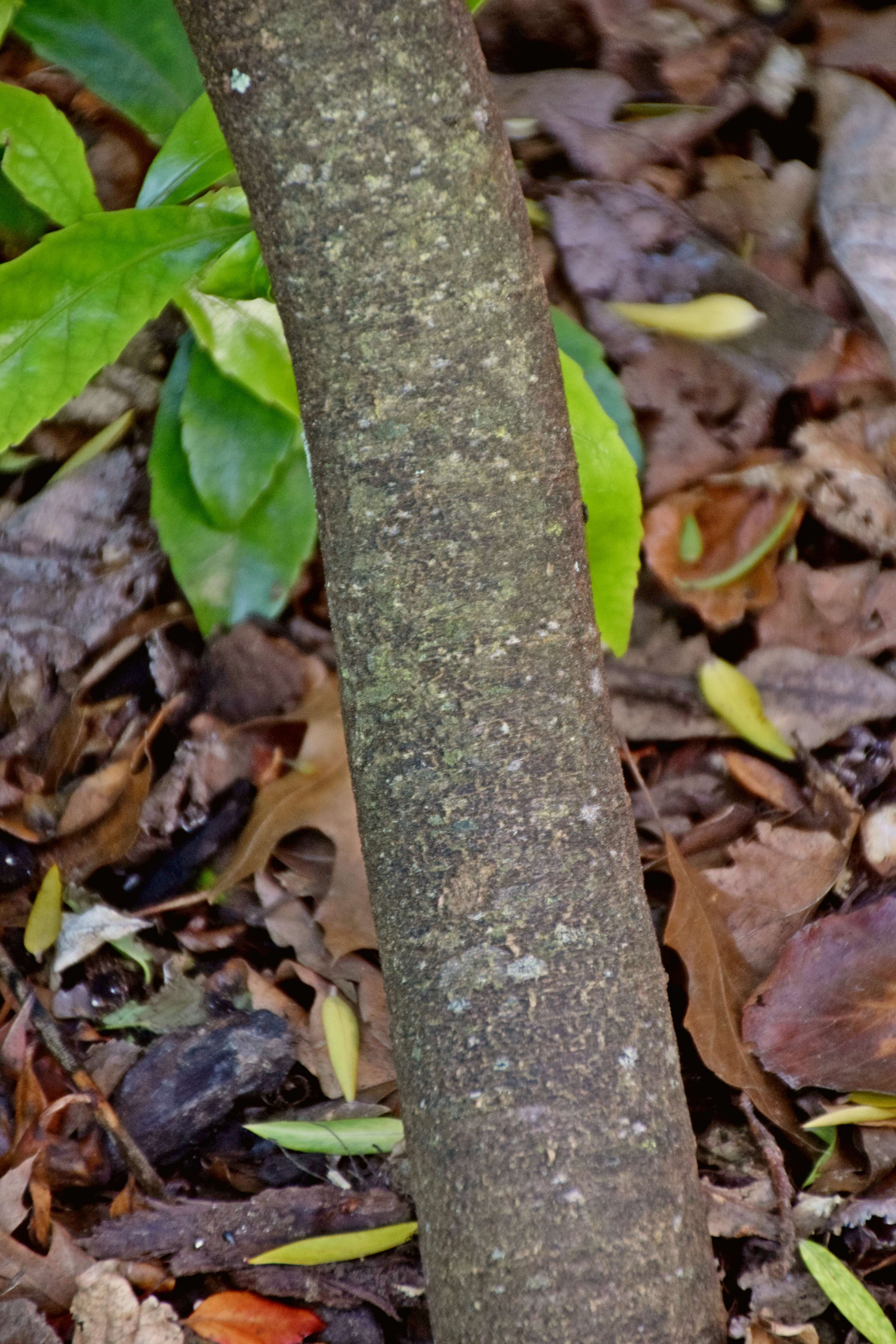 Image of long-leaved pimelea