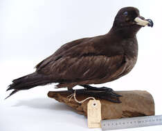 Image of Westland Black Petrel