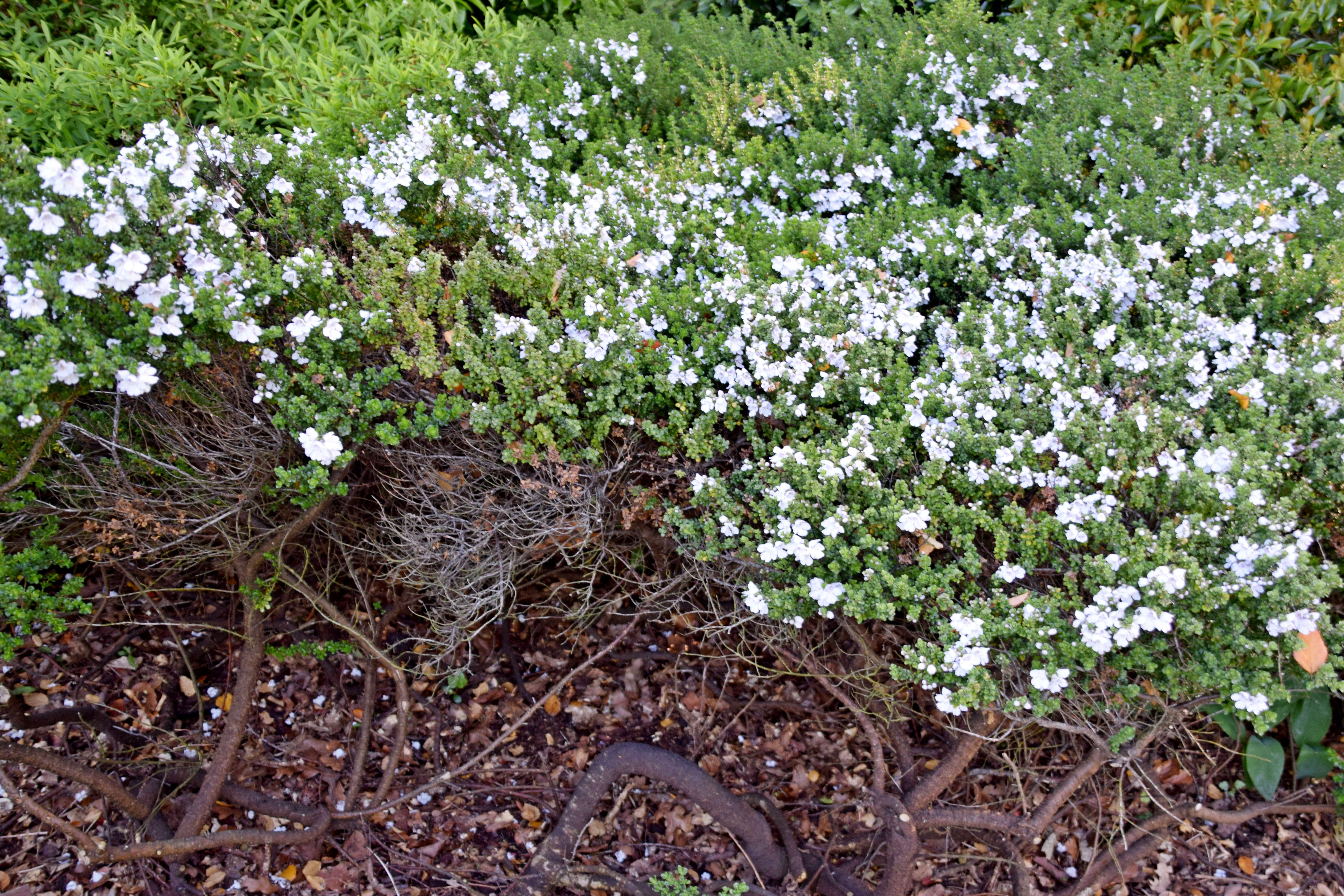 Imagem de Prostanthera cuneata Benth.