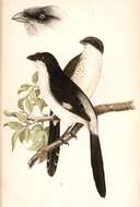 Image of Long-tailed Fiscal