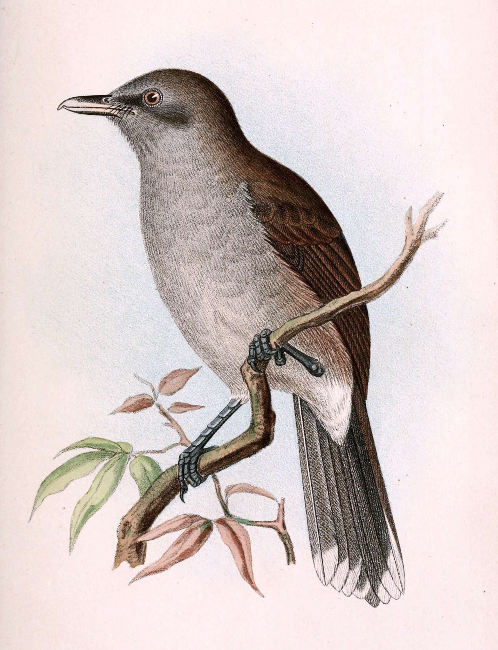 Image of Shrikebill