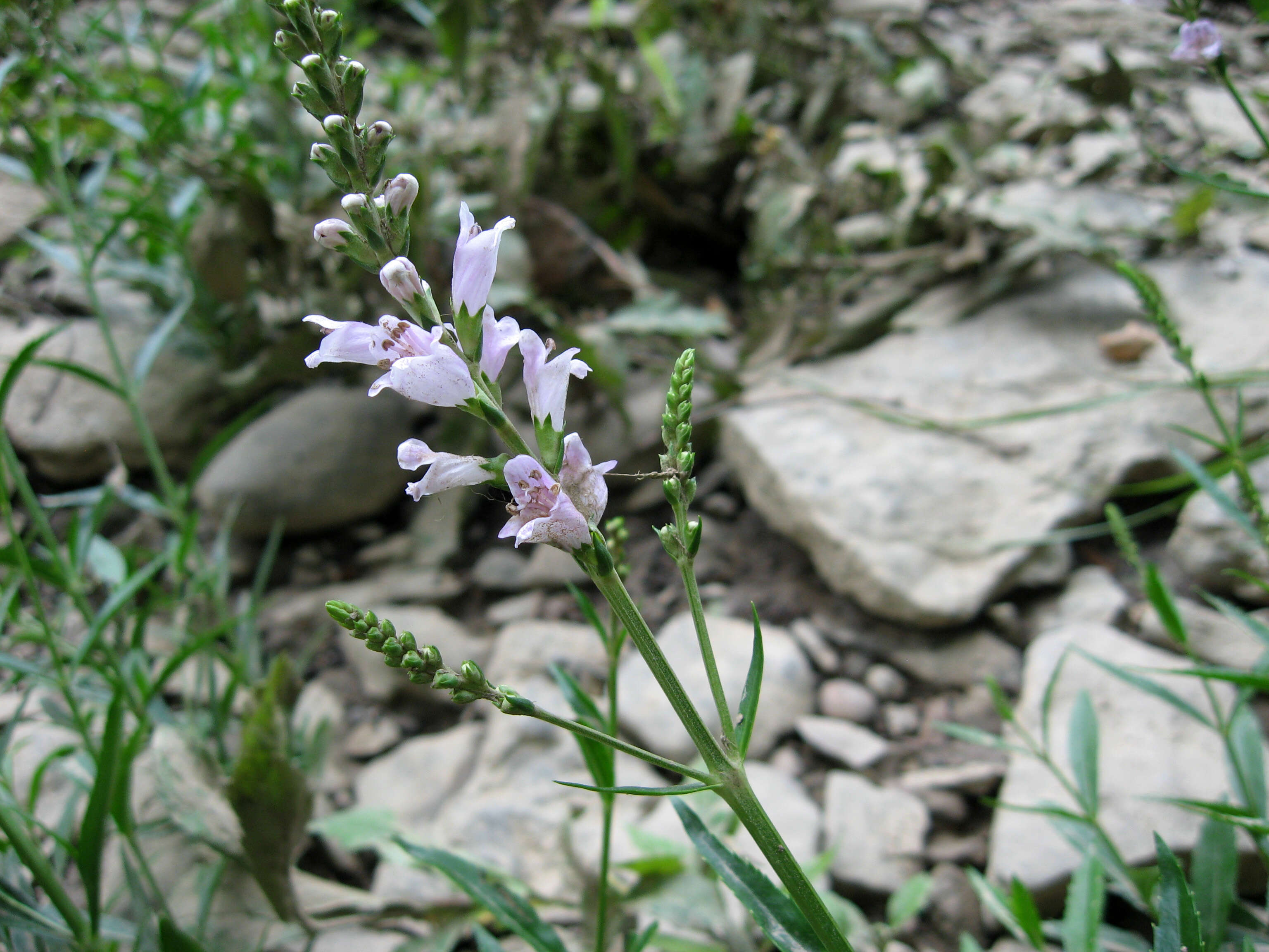 Image of obedient plant